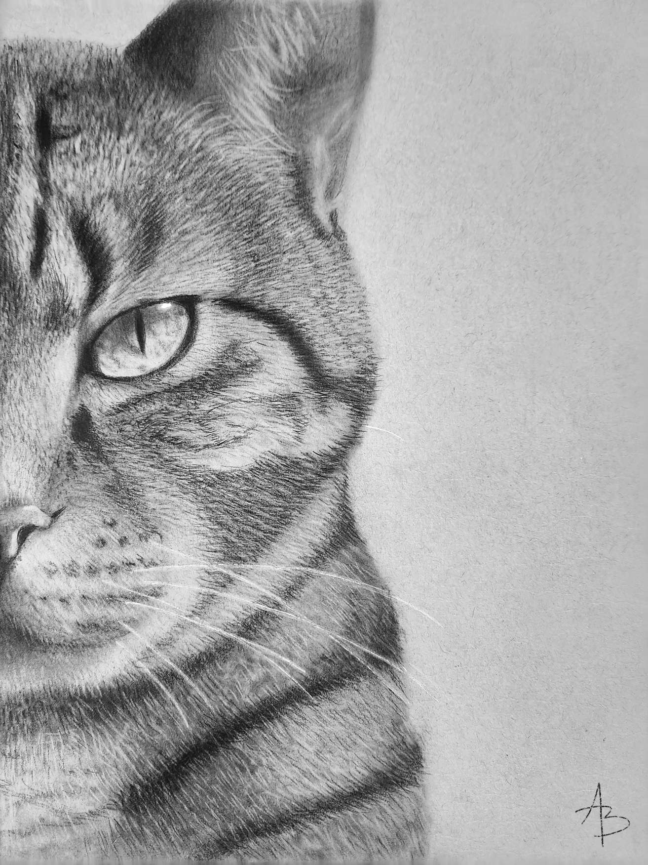 A realistic drawing of the right half of the face of a tabby cat from the shoulders up drawn using charcoal on grey toned paper.