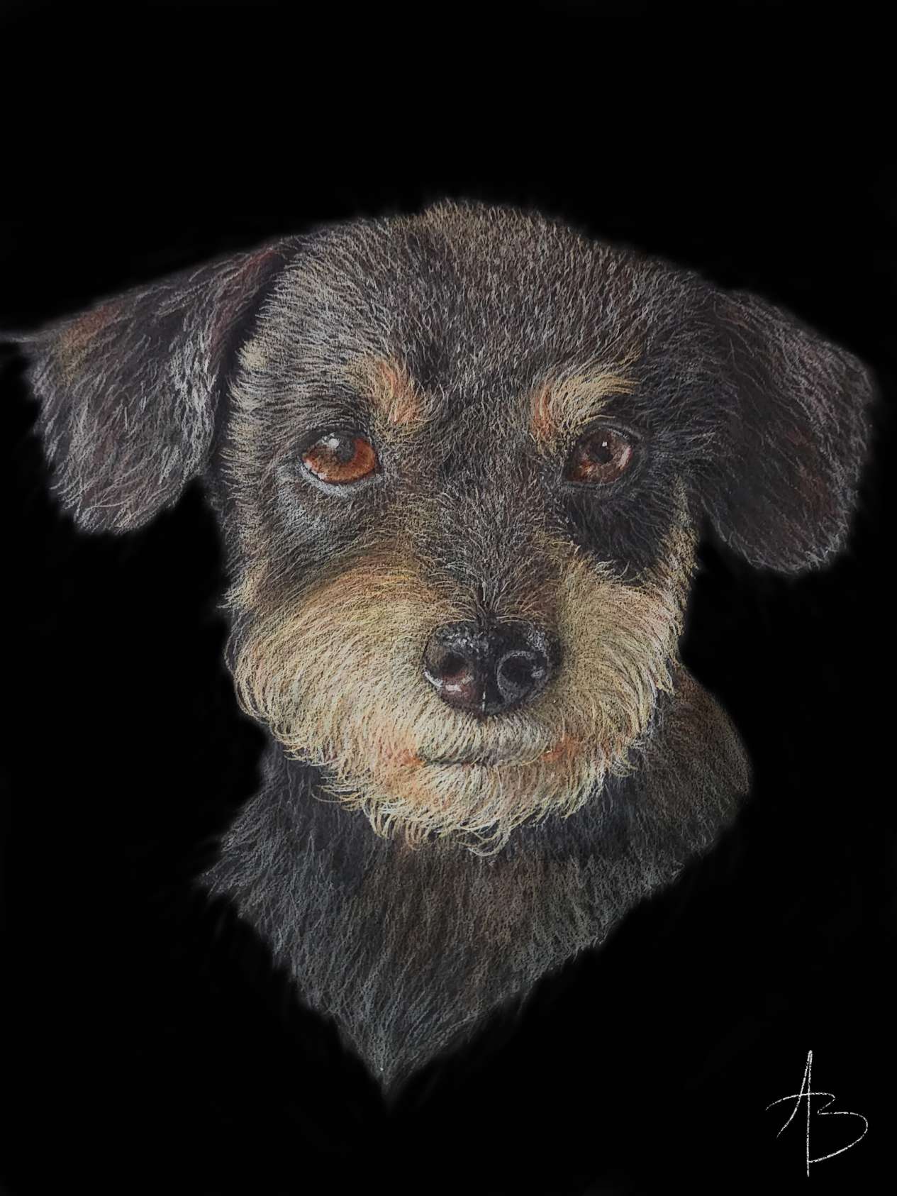 Colored pencil portrait of a young black and tan puppy with brown eyes from the neck up drawn on black paper